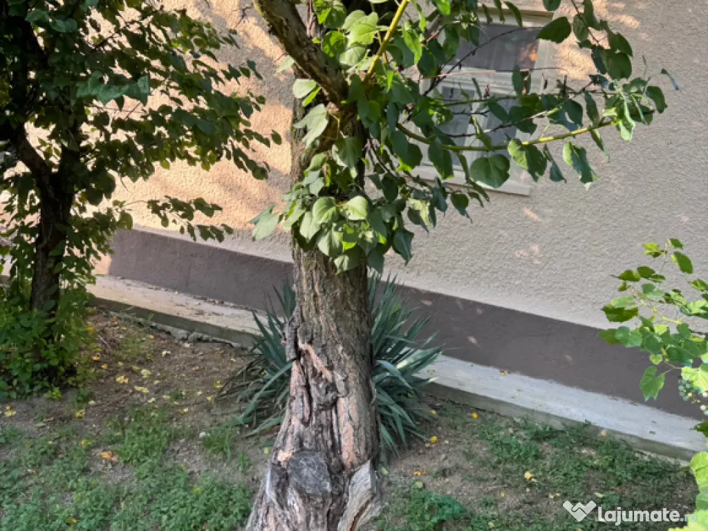 Casă Hurezu mare Satu Mare 