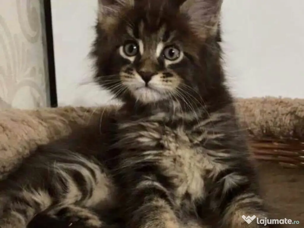 Maine coon 