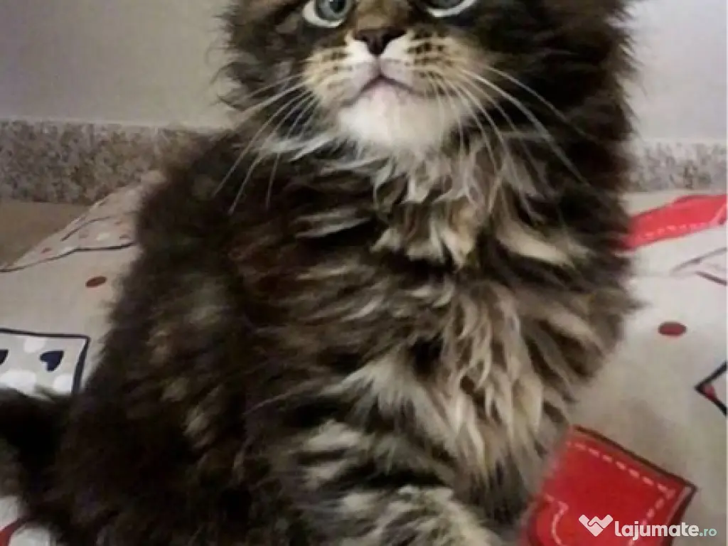 Maine coon 