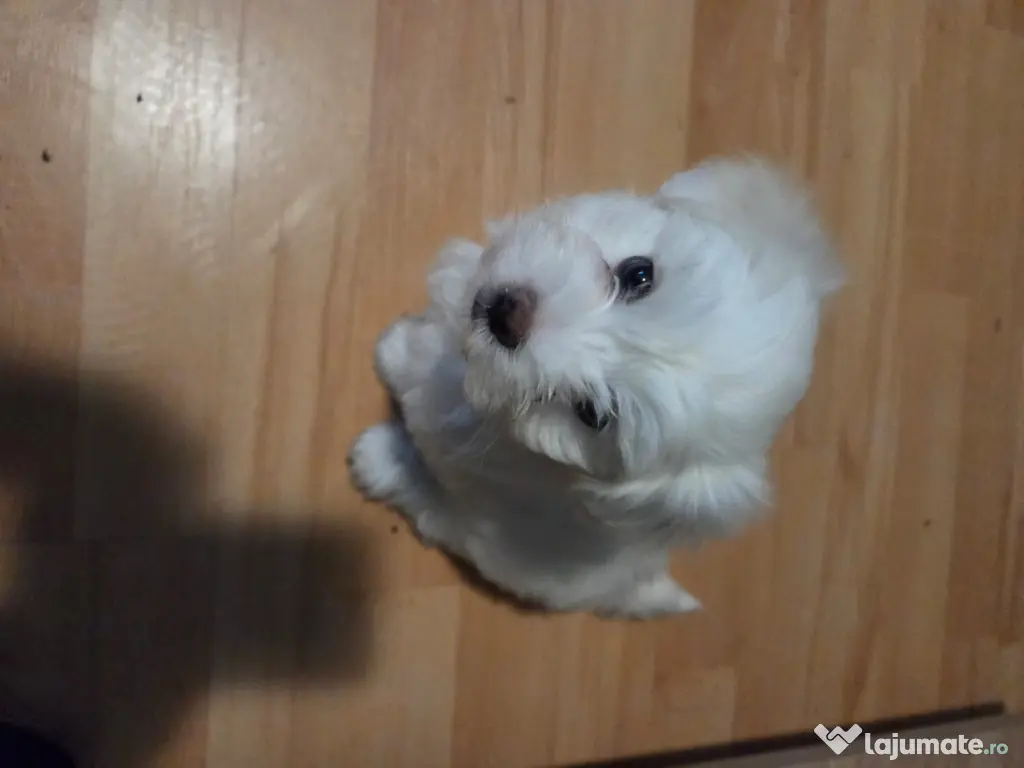 pui de bichon 8 saptamani 