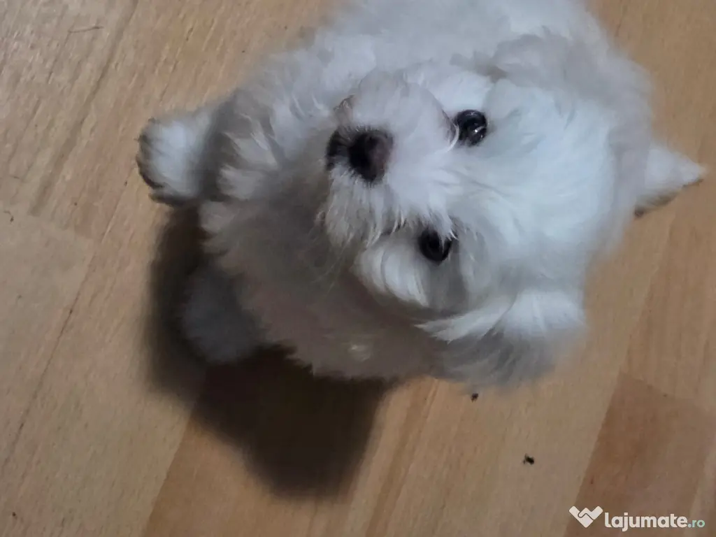 pui de bichon 8 saptamani 