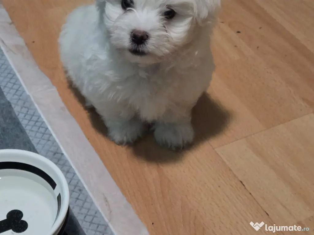 pui de bichon 8 saptamani 