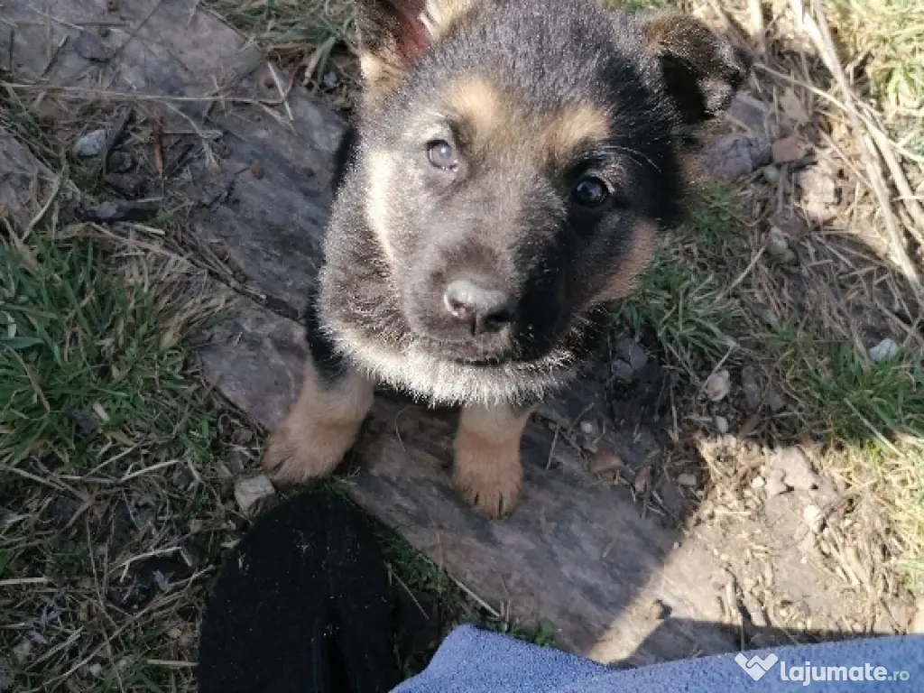 Vând pui ciobănesc german 