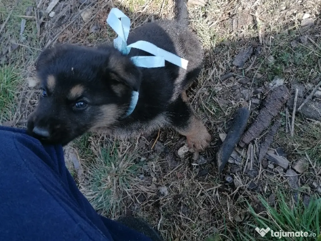 Vând pui ciobănesc german 