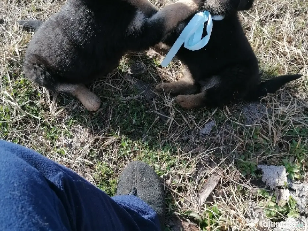 Vând pui ciobănesc german 