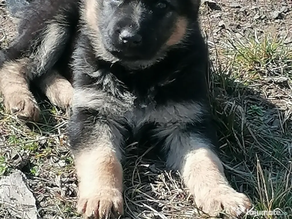 Vând pui ciobănesc german 
