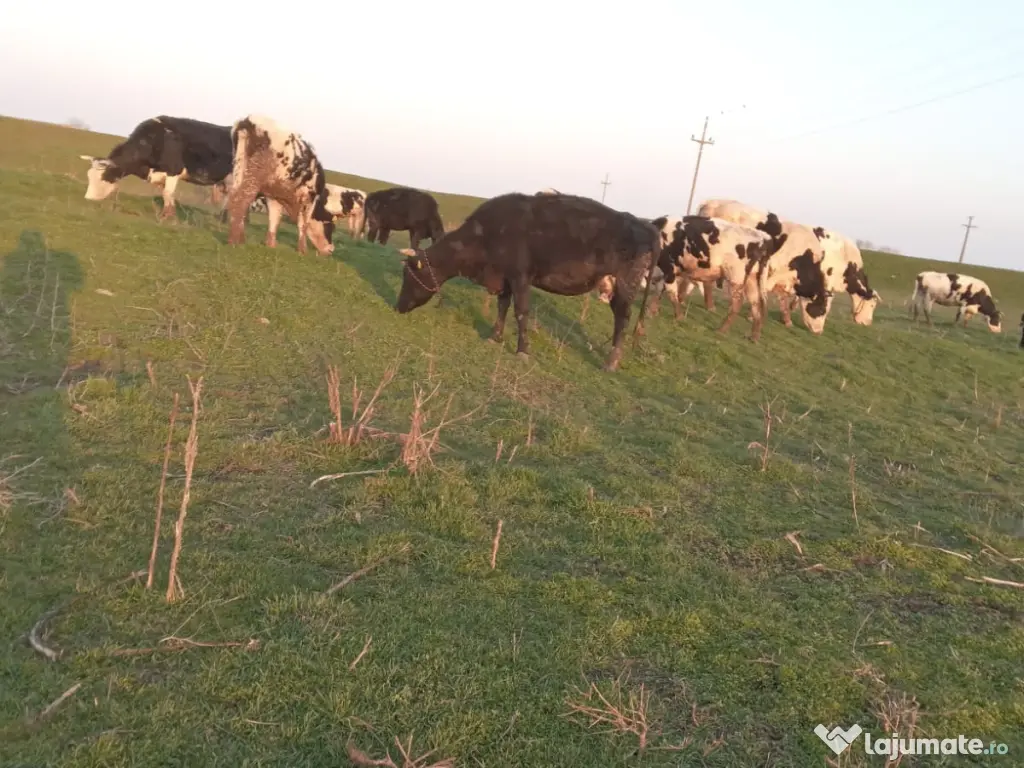 Vand cireada de 24 vaci 