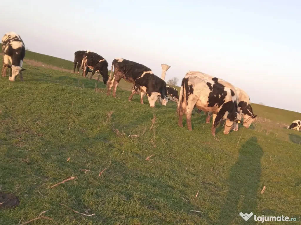 Vand cireada de 24 vaci 