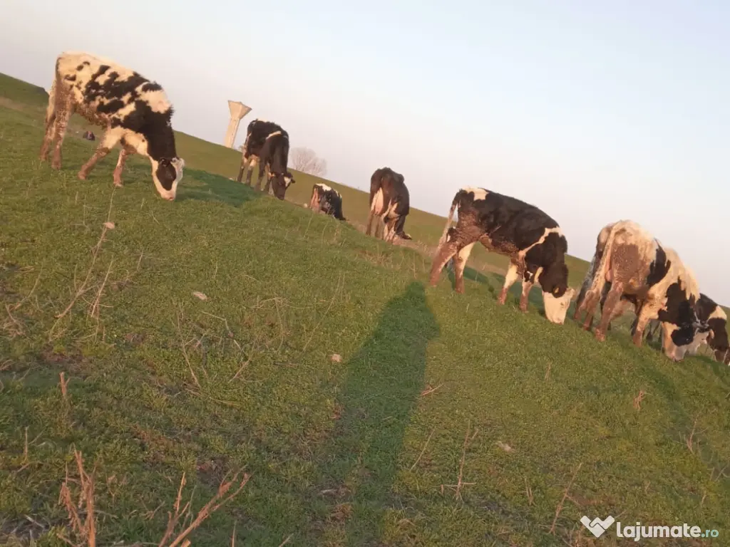 Vand cireada de 24 vaci 