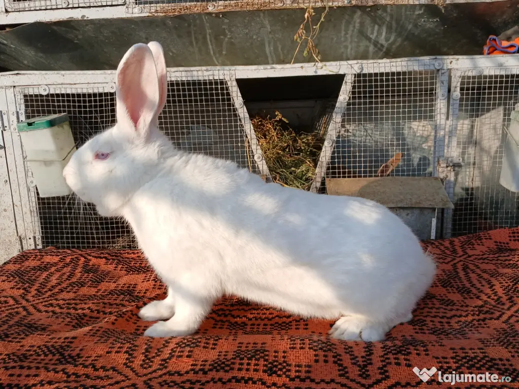 Masculi hycole francez! 