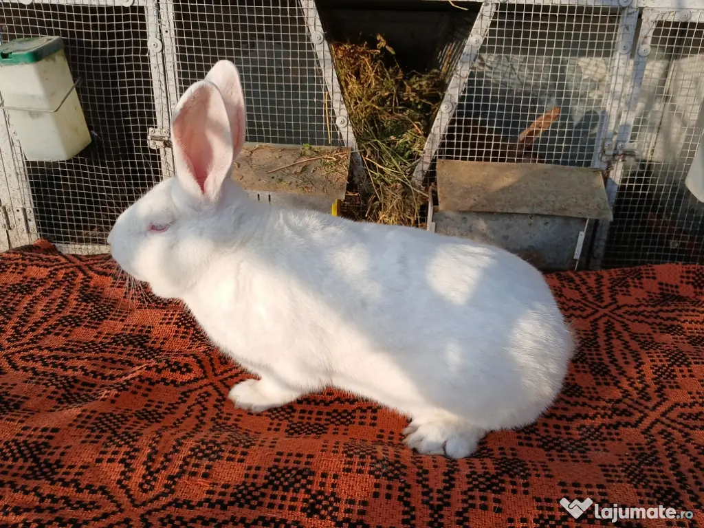 Masculi hycole francez! 