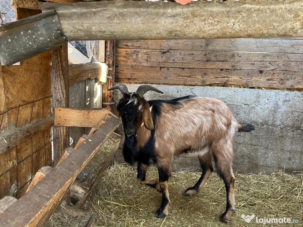 Tap hibrid Anglo-Nubian 