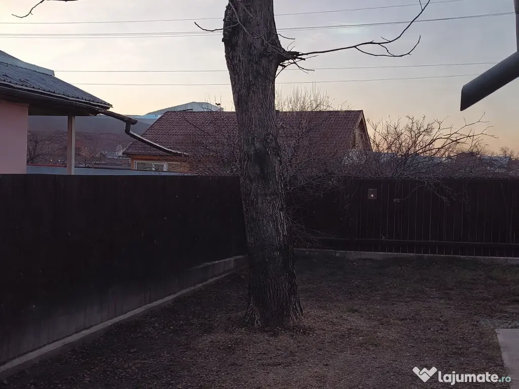 Trunchi de nuc pentru cherestea și lemn de foc nuc 