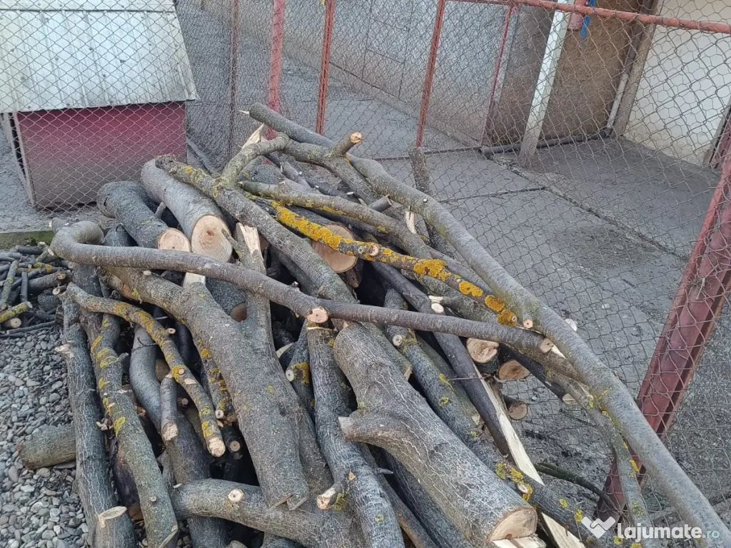 Trunchi de nuc pentru cherestea și lemn de foc nuc 