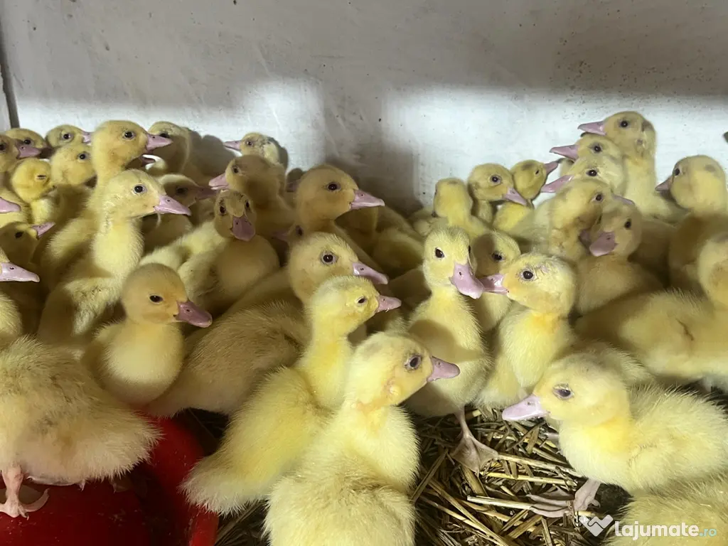 Boboci de rață mulard 