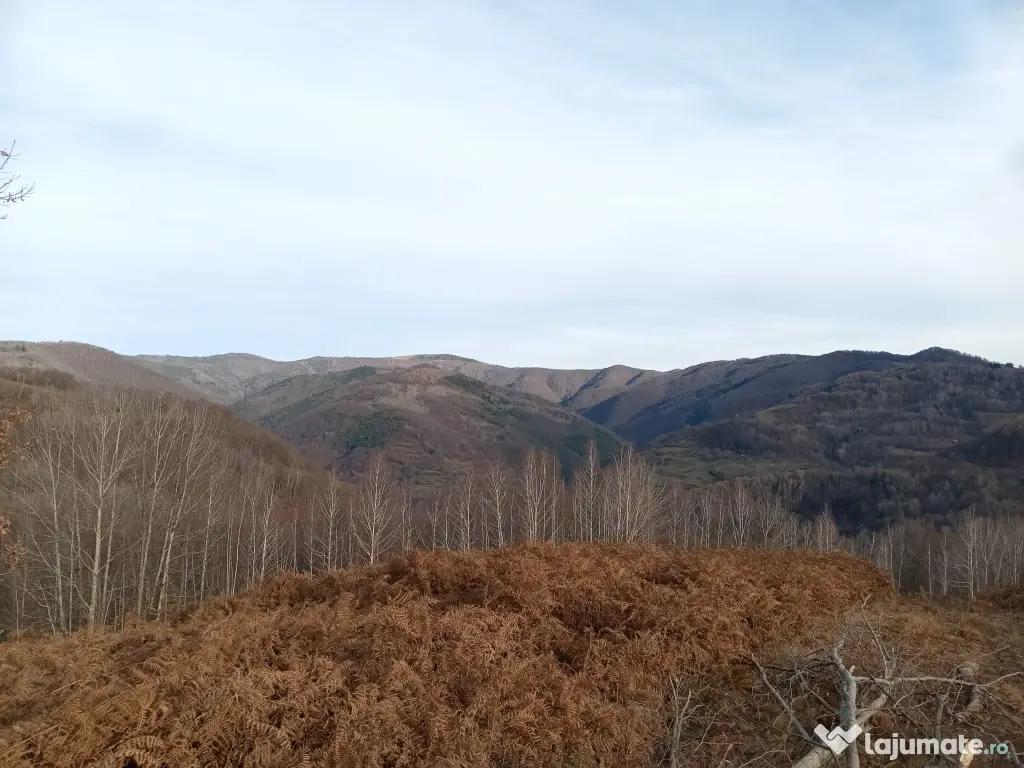 Teren 1-5 Ha Muntele Găina (Luncșoara, Arad) – Pădure & Pășune