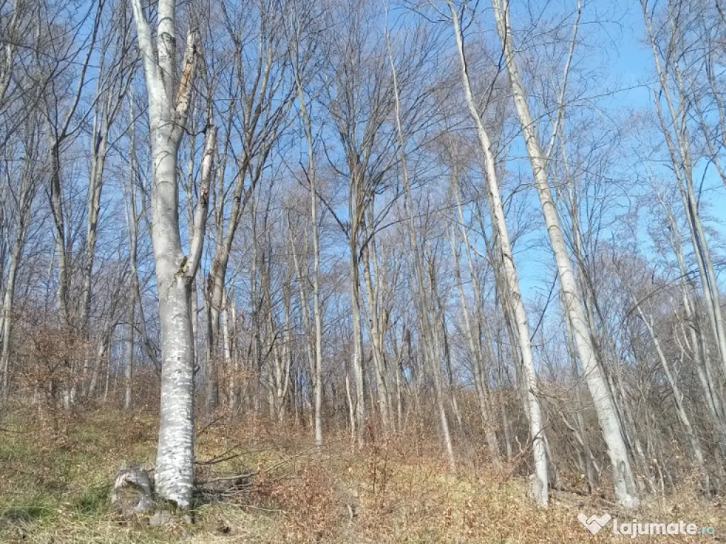 Teren 1-5 Ha Muntele Găina (Luncșoara, Arad) – Pădure & Pășune