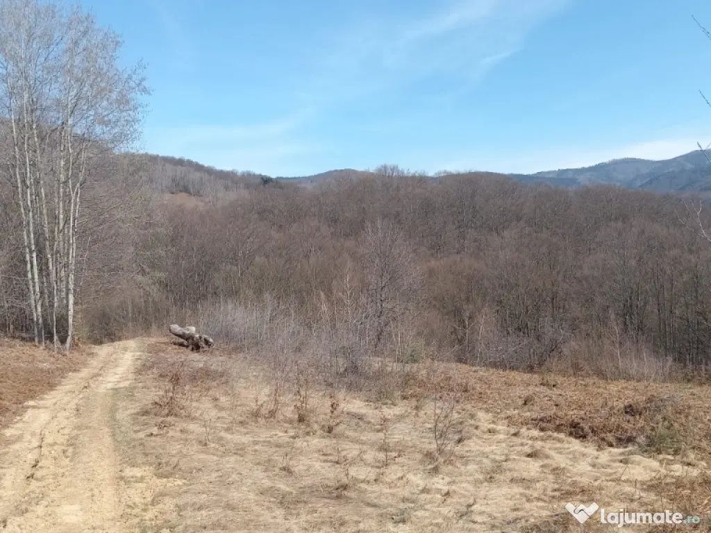 Teren 1-5 Ha Muntele Găina (Luncșoara, Arad) – Pădure & Pășune