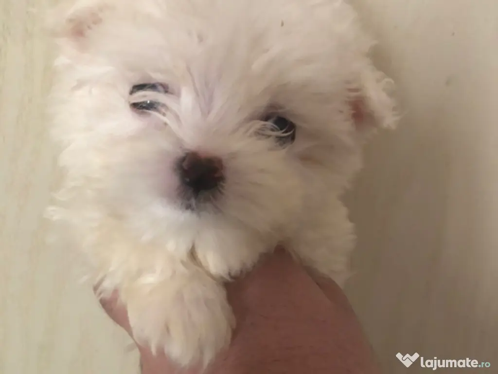 Bichon maltez alb minii toy 