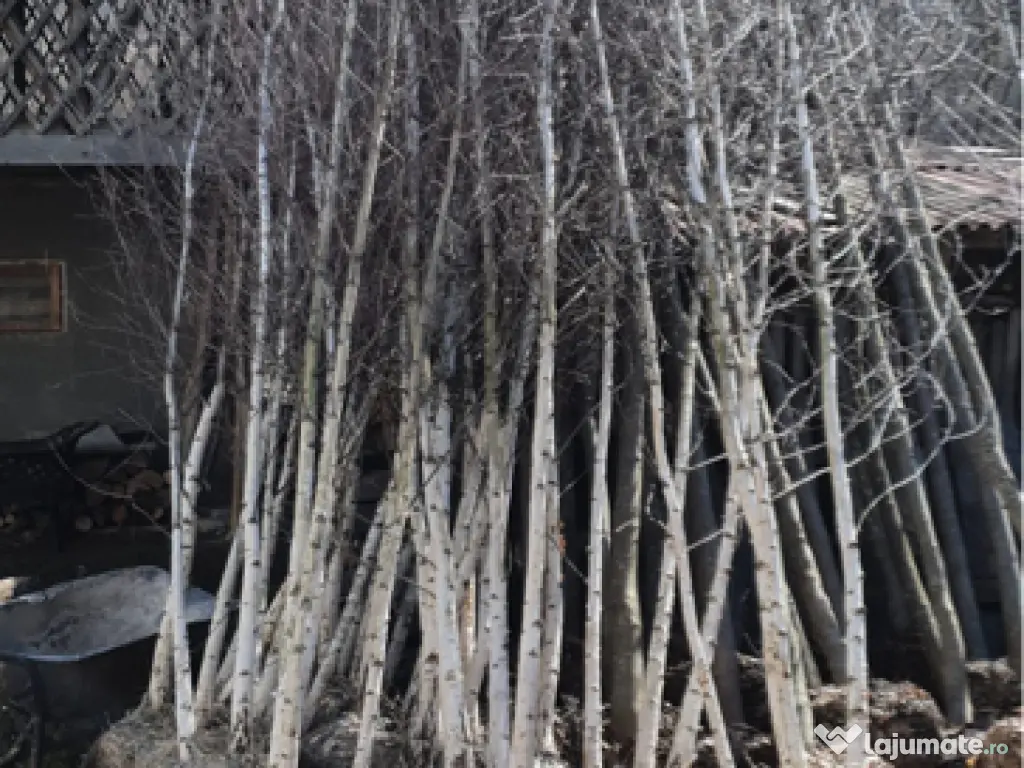 Copaci decorativi de dimensiuni mari și mici 