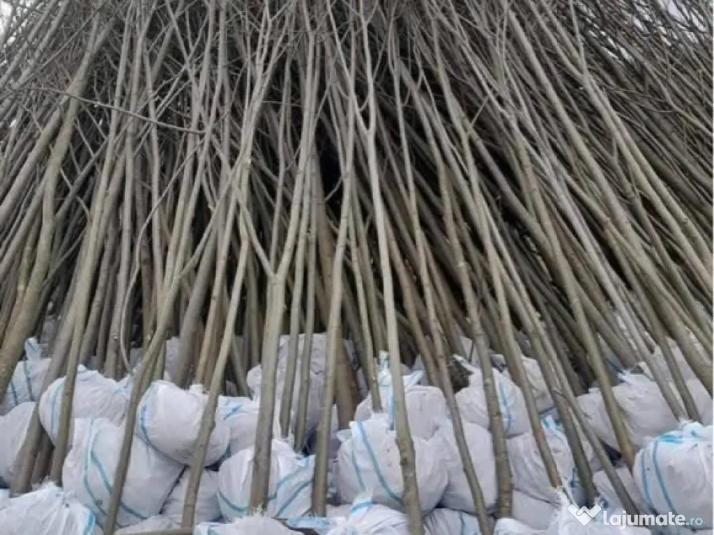 Copaci decorativi de dimensiuni mari și mici 