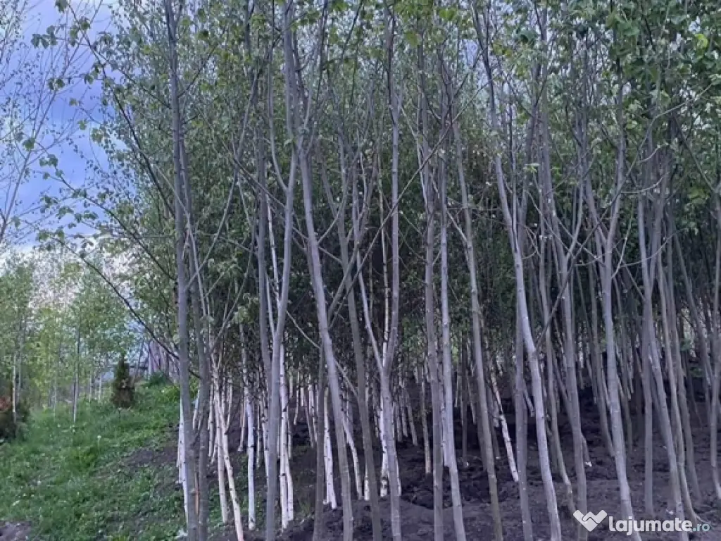 Copaci decorativi de dimensiuni mari și mici 