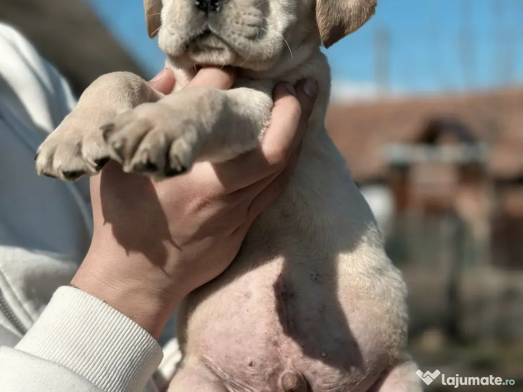 Pui Cane Corso 11 săptămâni 