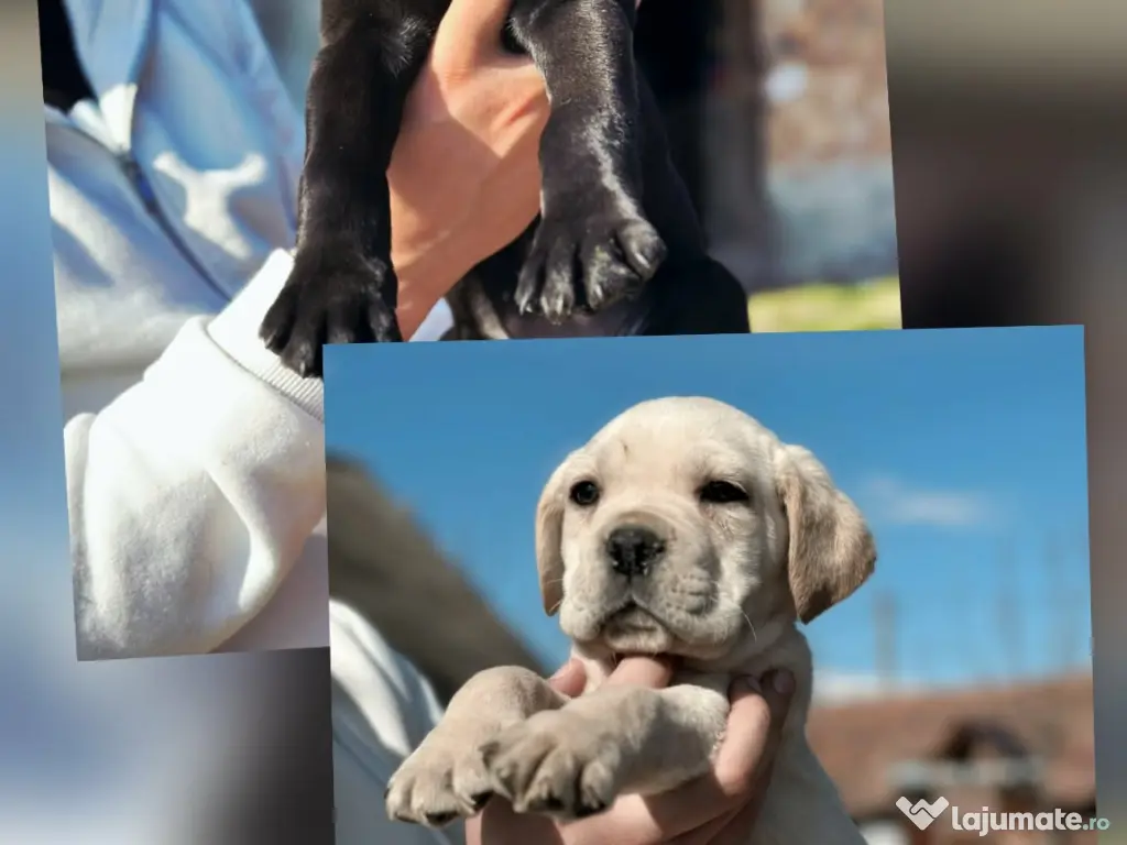 Pui Cane Corso 11 săptămâni 