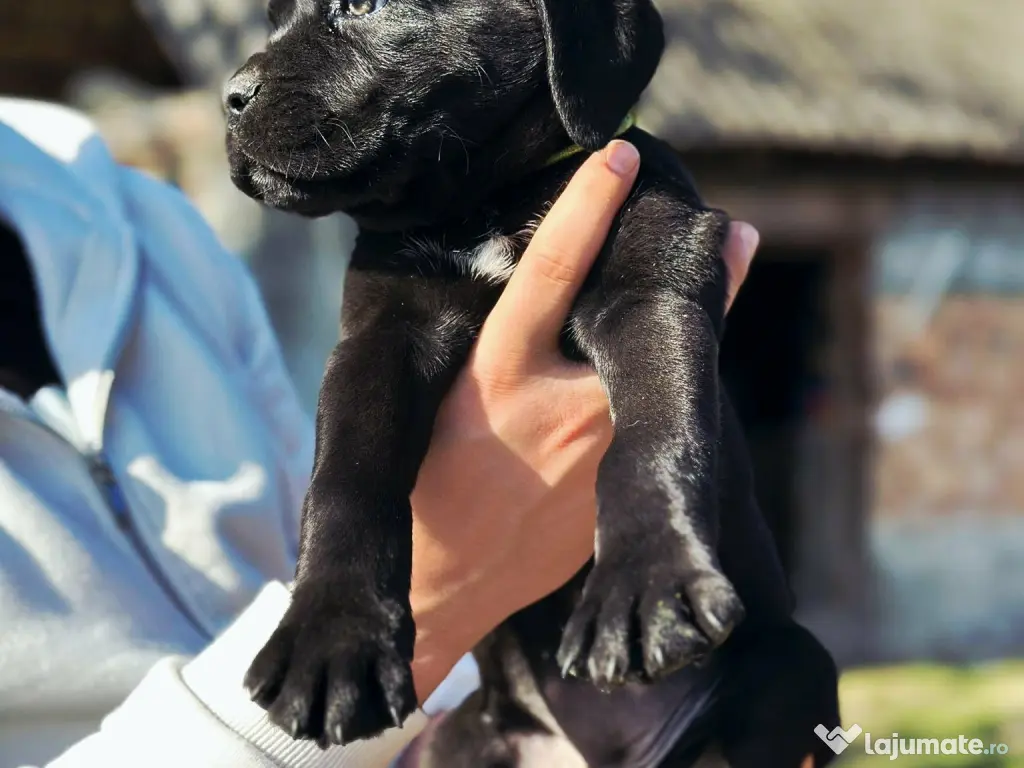 Pui Cane Corso 11 săptămâni 