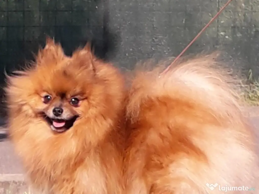 Pui pomeranian de calitate. 