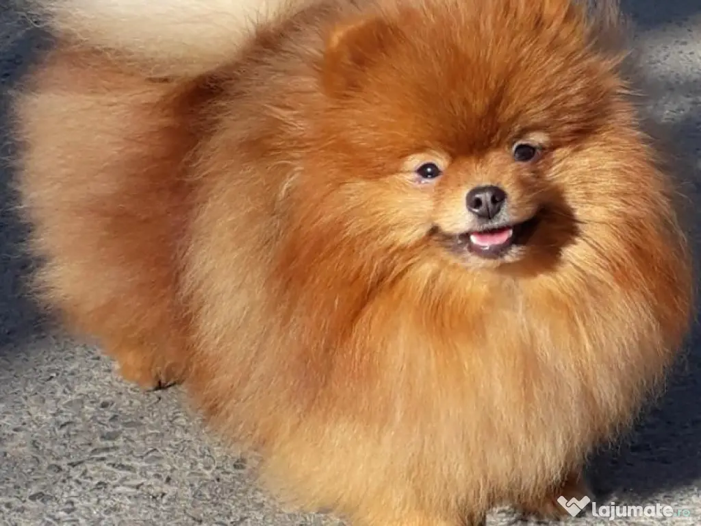 Pui pomeranian de calitate. 