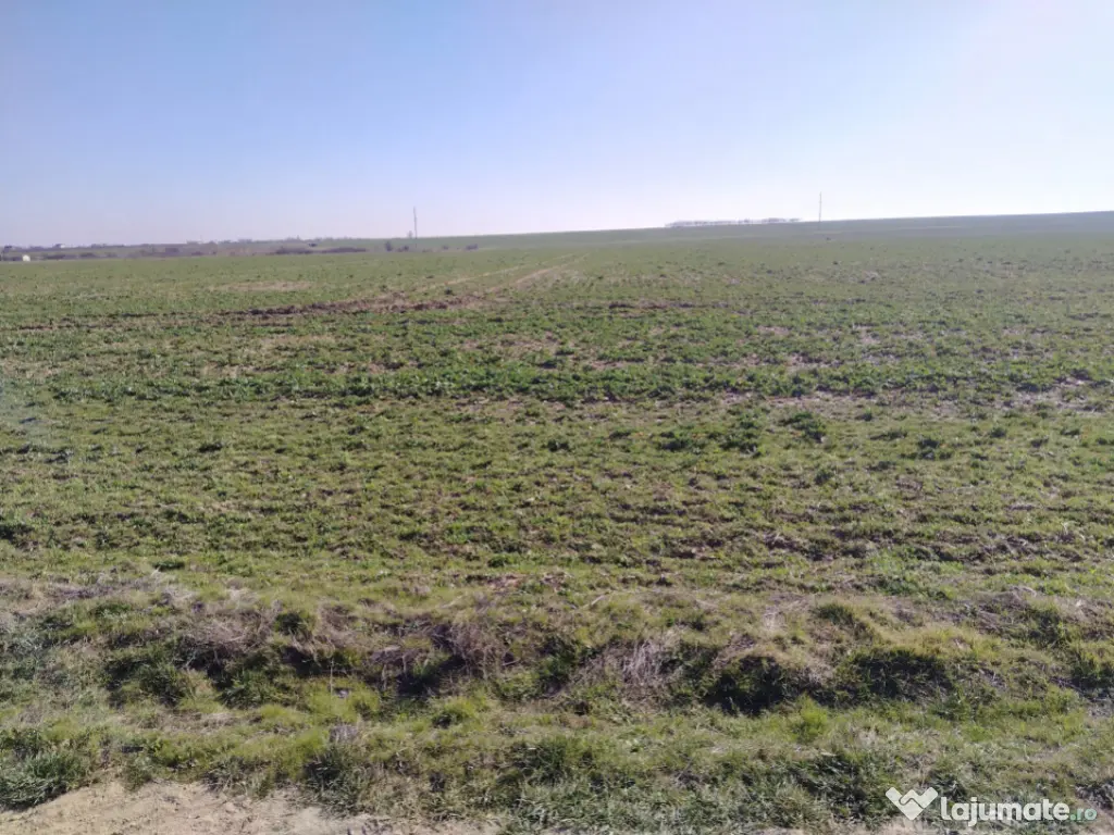 Teren extravilan, Cârcea, 988 mp