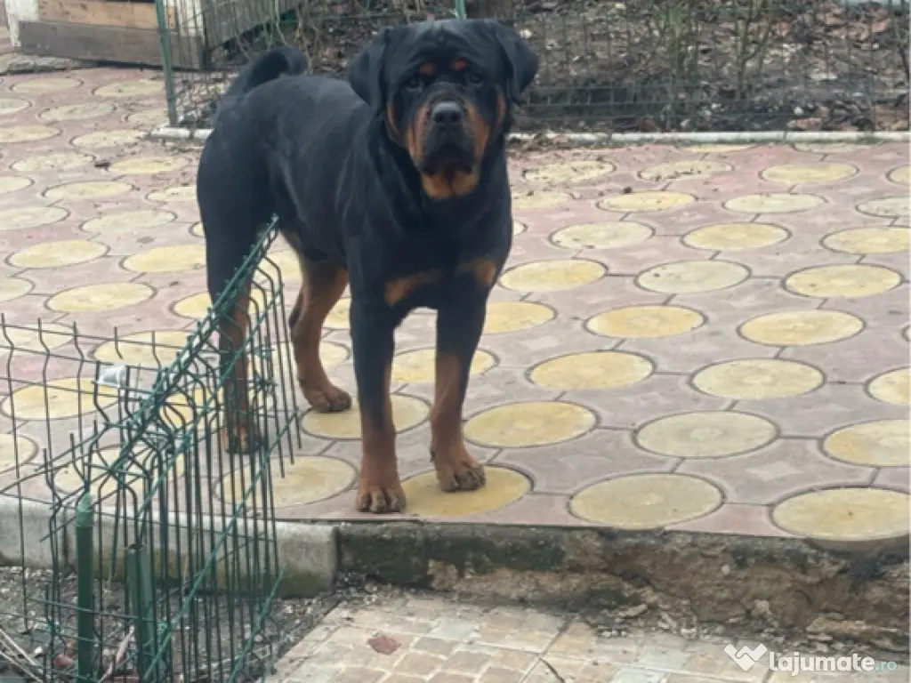Pui Rottweiler femela 