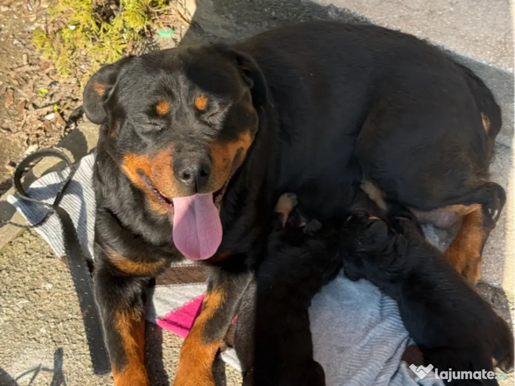 Pui Rottweiler femela 