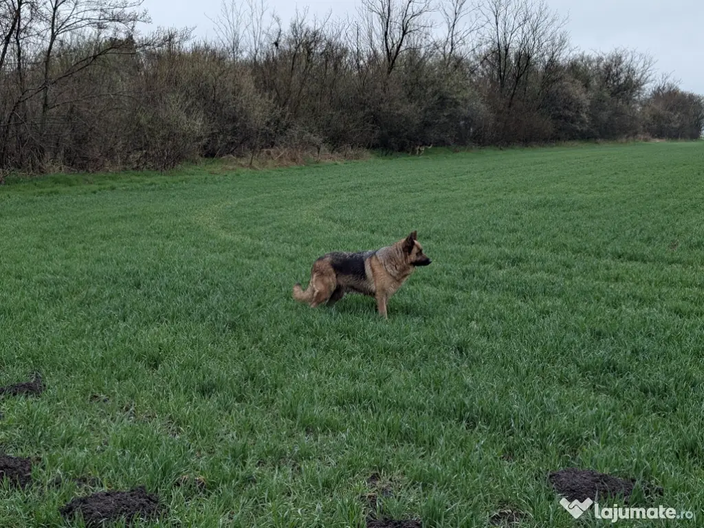 De vînzare pui ciobănesc german 