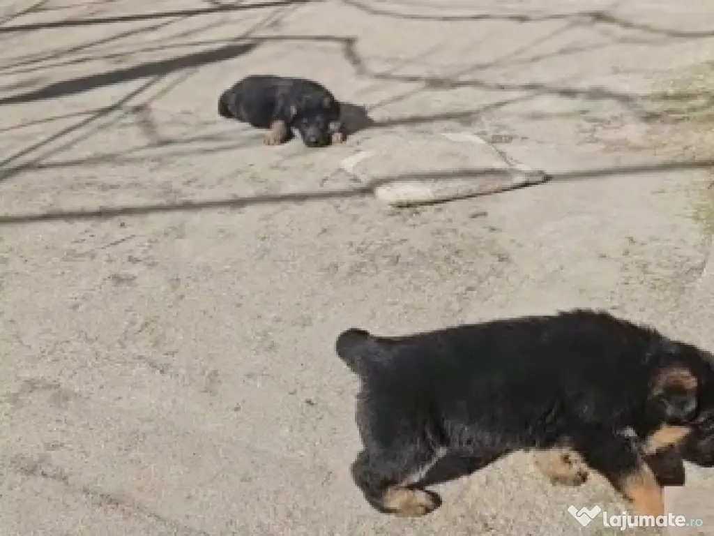 De vînzare pui ciobănesc german 