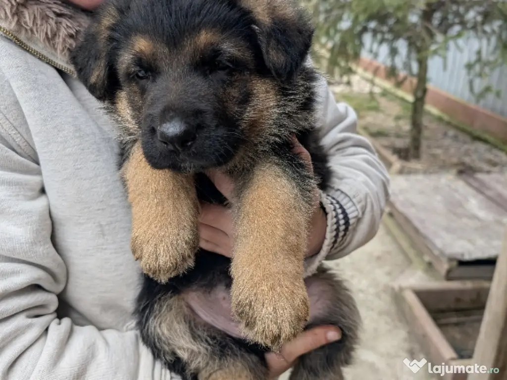 De vînzare pui ciobănesc german 