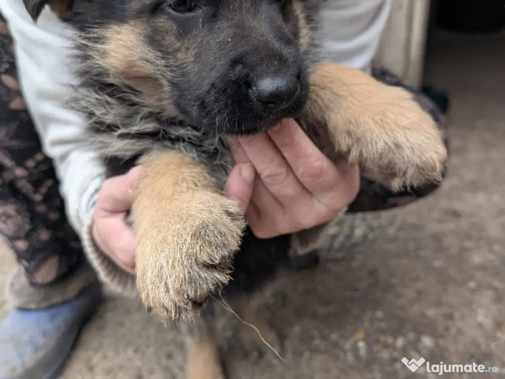 De vînzare pui ciobănesc german 