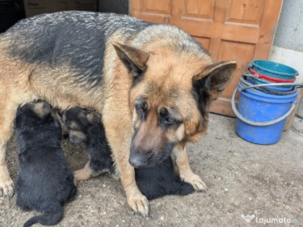 De vînzare pui ciobănesc german 
