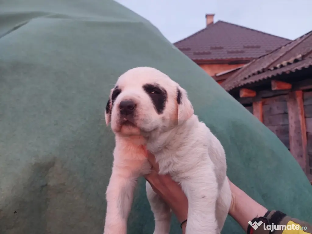 Ciobănesc de Asia centrală 