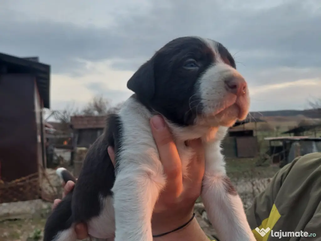 Ciobănesc de Asia centrală 