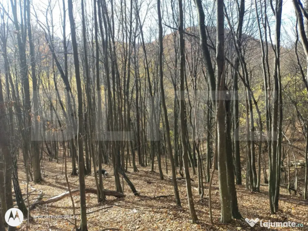 Teren extravilan de vanzare, 3.5 ha padure + pasune in Comun 