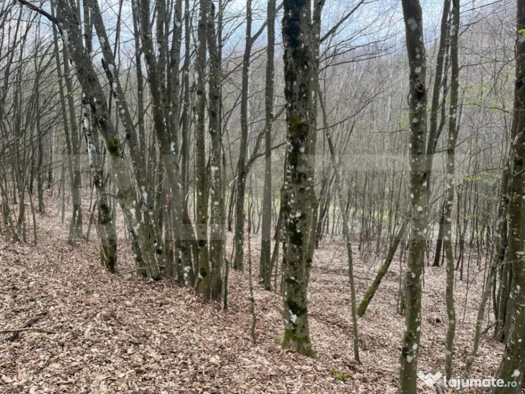 Teren extravilan de vanzare, 3.5 ha padure + pasune in Comun 
