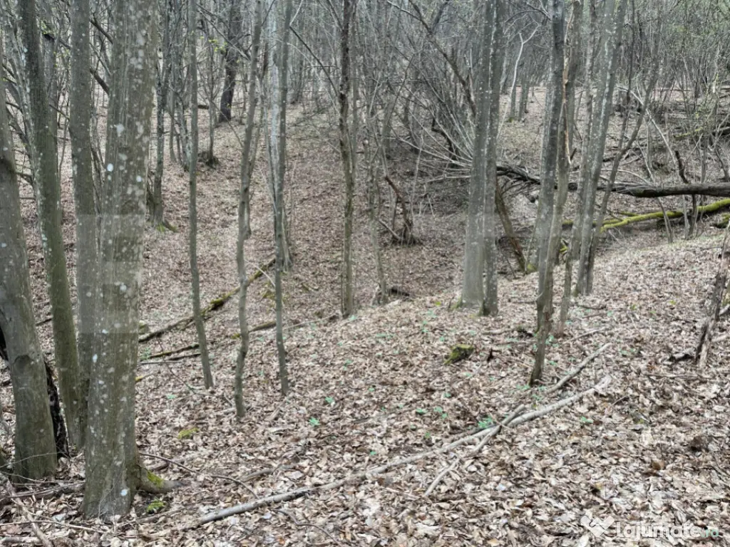 Teren extravilan de vanzare, 3.5 ha padure + pasune in Comun 