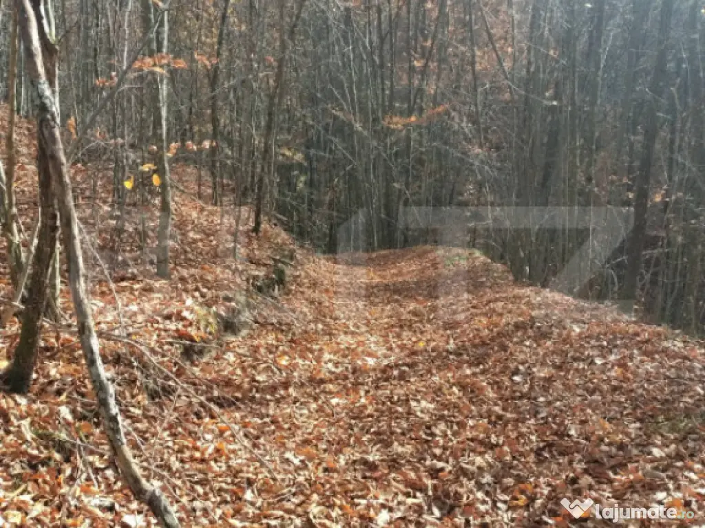 Teren extravilan de vanzare, 3.5 ha padure + pasune in Comun 