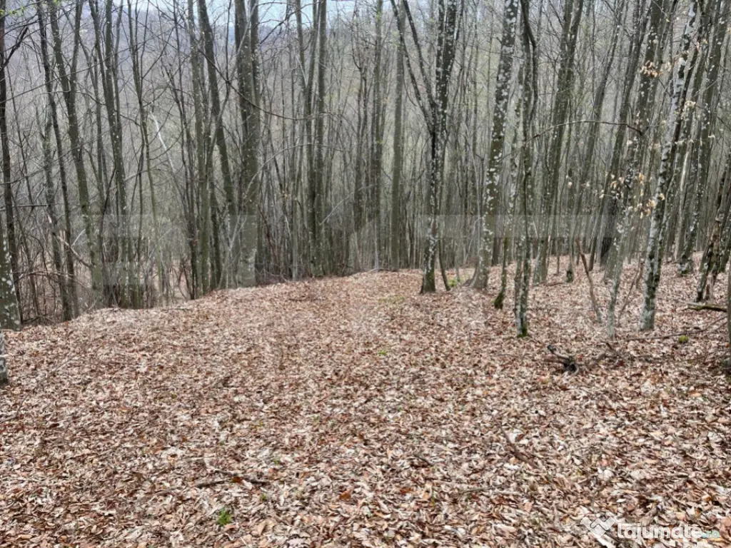 Teren extravilan de vanzare, 3.5 ha padure + pasune in Comun 