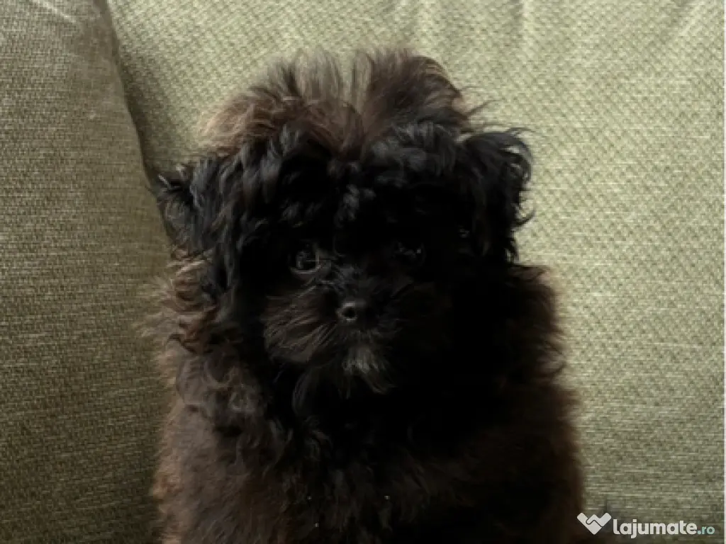 Poodle TOY BLACK 