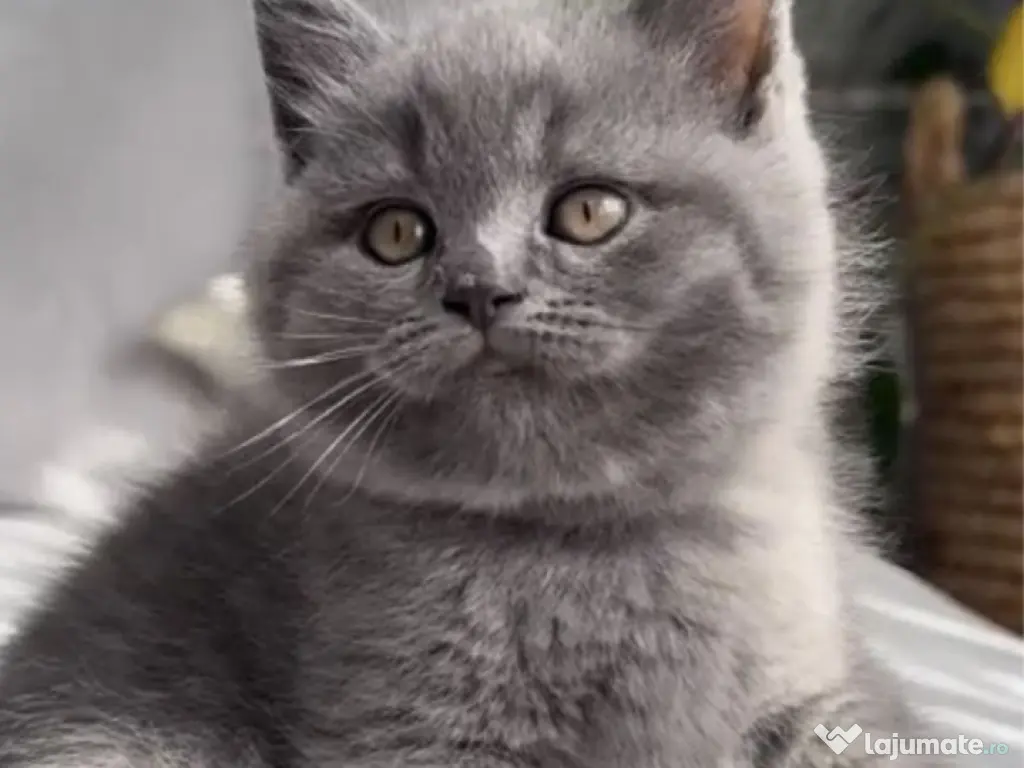 British shorthair 