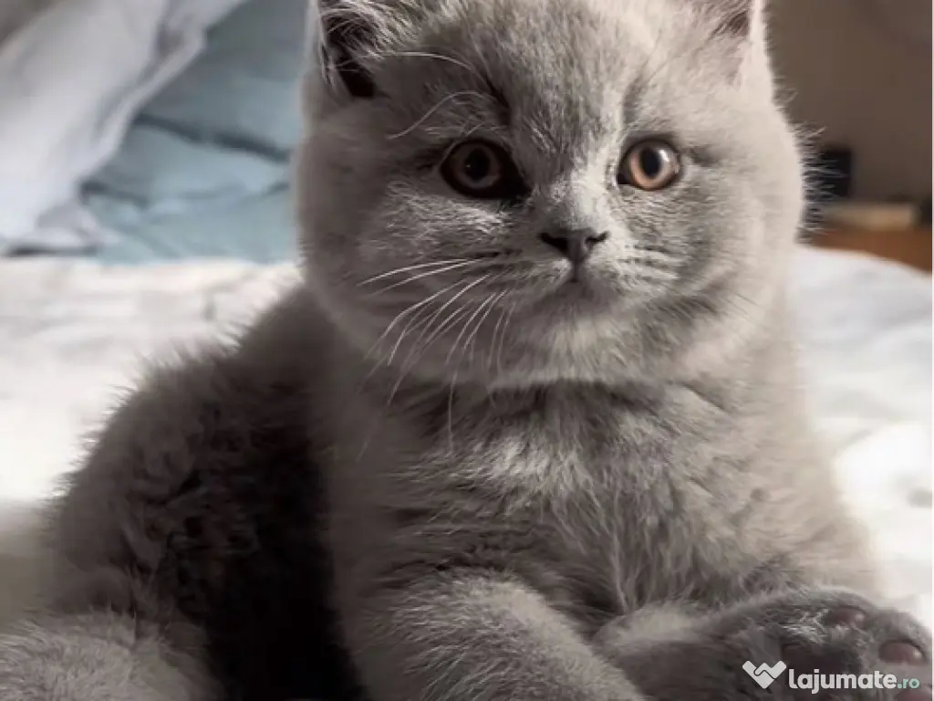 British shorthair 