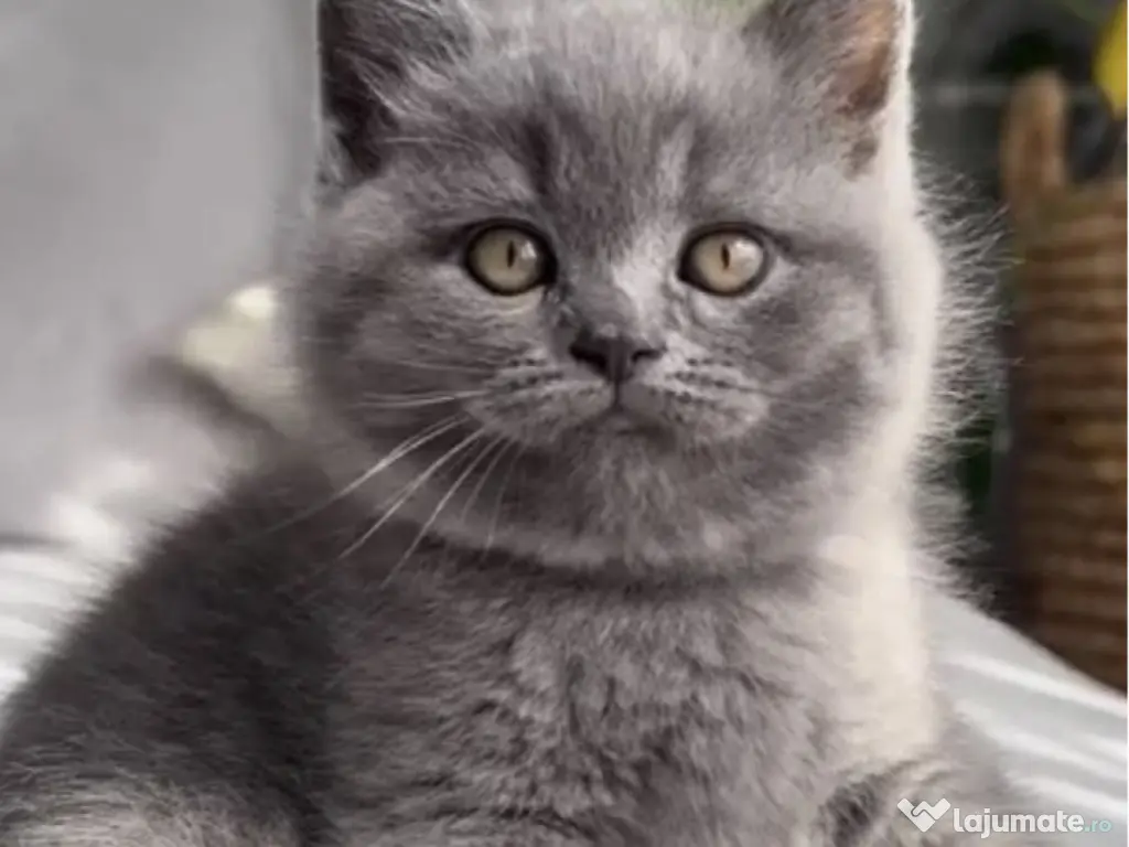 British shorthair 
